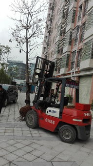 一站式解決您的工業(yè)需求 觀瀾專(zhuān)業(yè)叉車(chē)吊車(chē)出租與新田叉車(chē)出租服務(wù)全解析